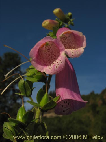 Фотография Digitalis purpurea (Dedalera / Campanilla). Щелкните, чтобы увеличить вырез.